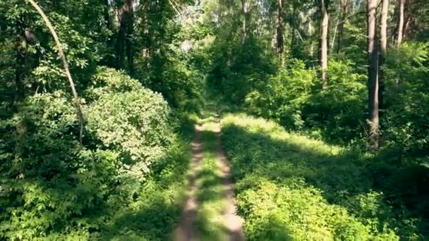 Pov Persona Sella Alla Bicicletta Nella Foresta Flycam Liscio Colpo — Video Stock