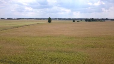Hava alanları hemen önce hasat yabani ot dolu bardak.