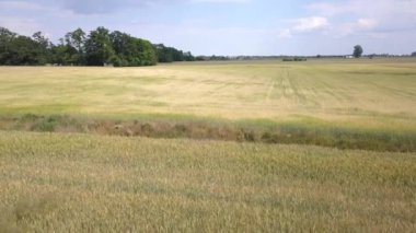 Hava alanları hemen önce hasat yabani ot dolu bardak.