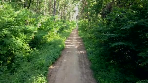 在森林里骑自行车的人的视角 运动活动的平滑 Flycam 框架射击 — 图库视频影像