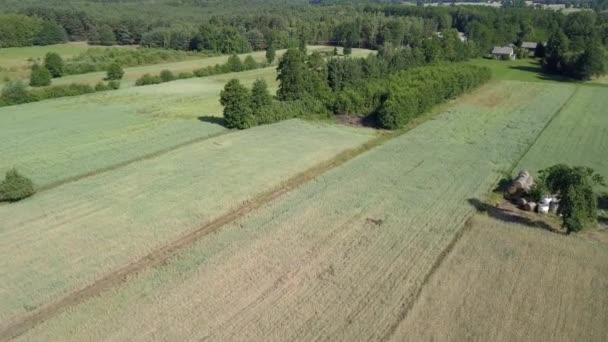 Luchtfoto Van Velden Vol Met Onkruid Net Voor Oogst — Stockvideo