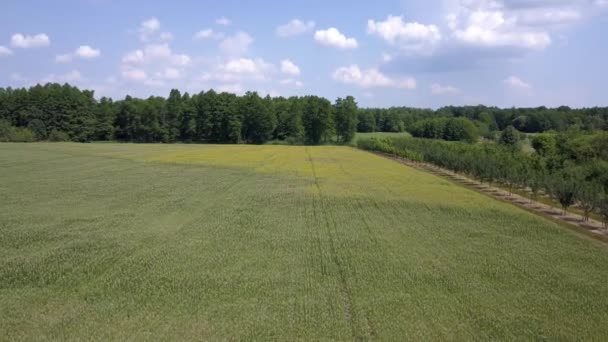 Aerial Shot Fields Full Weeds Just Harvesting — Stock Video