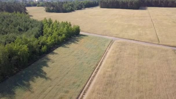 Vue Aérienne Des Champs Remplis Mauvaises Herbes Juste Avant Récolte — Video