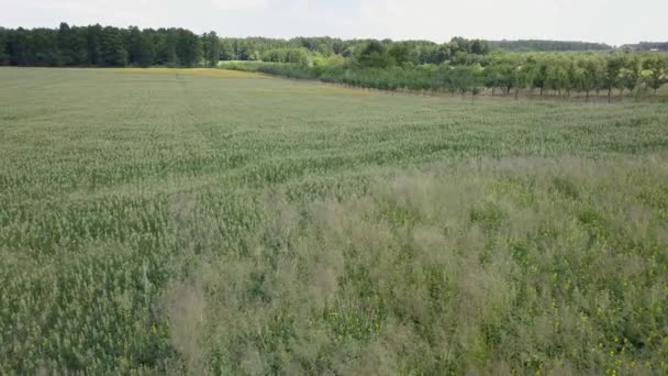 Luchtfoto Van Velden Vol Met Onkruid Net Voor Oogst — Stockvideo