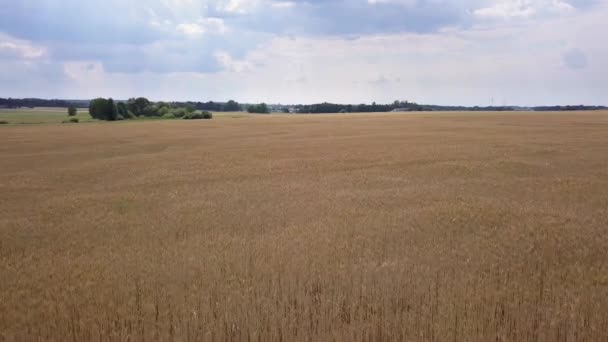 Vue aérienne des champs remplis de mauvaises herbes juste avant la récolte .