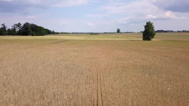 Vue aérienne des champs remplis de mauvaises herbes juste avant la récolte .