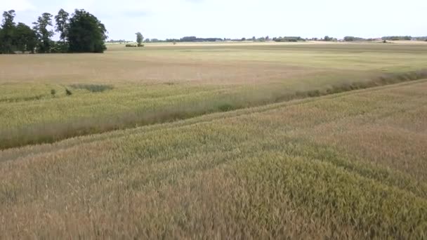 Vue aérienne des champs remplis de mauvaises herbes juste avant la récolte .