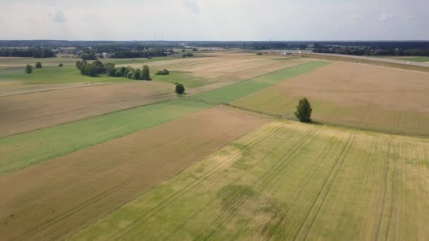 Vue Aérienne Des Champs Remplis Mauvaises Herbes Juste Avant Récolte — Video