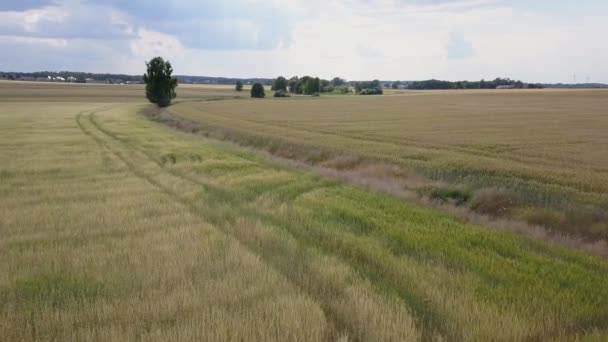 Vue Aérienne Des Champs Remplis Mauvaises Herbes Juste Avant Récolte — Video