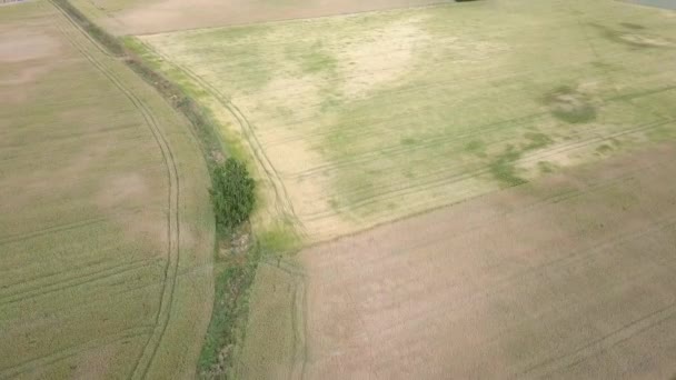 Vue Aérienne Des Champs Remplis Mauvaises Herbes Juste Avant Récolte — Video