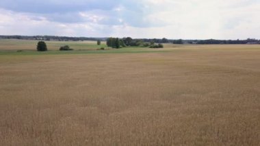 Hava alanları hemen önce hasat yabani ot dolu bardak.