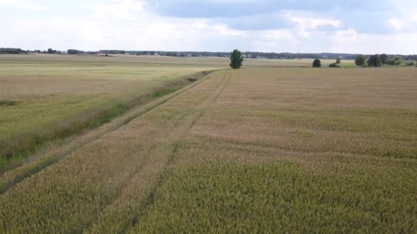 Antenn Skott Fält Full Ogräs Strax Före Skörd — Stockvideo