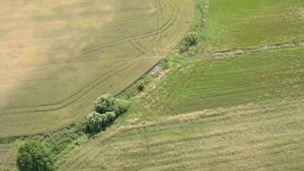 収穫する直前の雑草だらけのフィールドの空中ショット — ストック動画