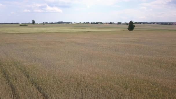 Vue aérienne des champs remplis de mauvaises herbes juste avant la récolte .