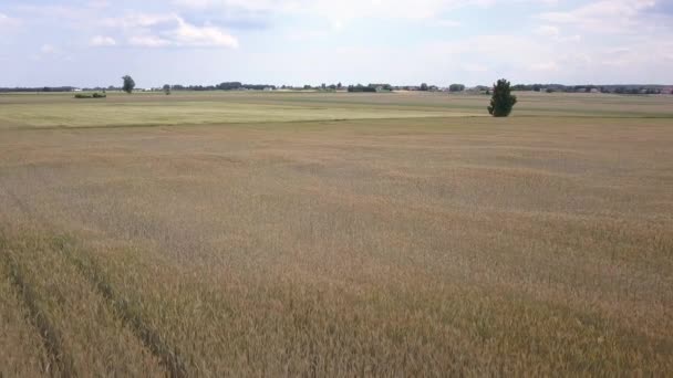 Vue Aérienne Des Champs Remplis Mauvaises Herbes Juste Avant Récolte — Video