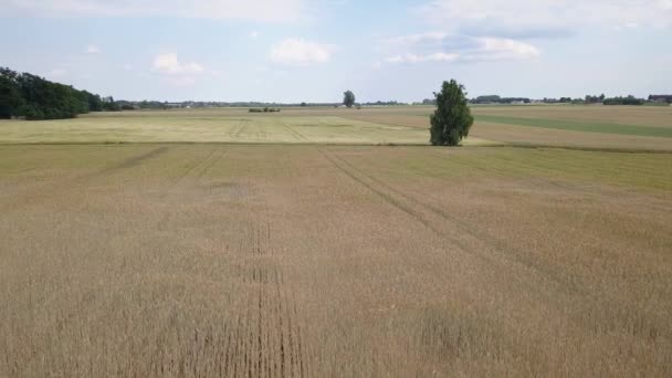 Vue Aérienne Des Champs Remplis Mauvaises Herbes Juste Avant Récolte — Video