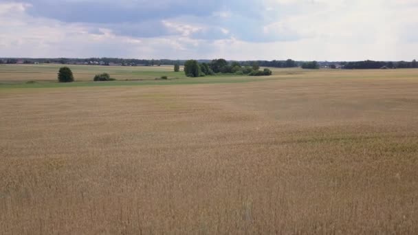 Vue Aérienne Des Champs Remplis Mauvaises Herbes Juste Avant Récolte — Video