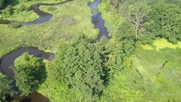 Tiro Aéreo Rio Pequeno Curvilíneo Pequeno Rio Visto Cima Luz — Vídeo de Stock