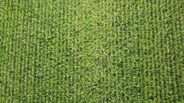 Yukarıda da görüleceği Mısır tam alanları.