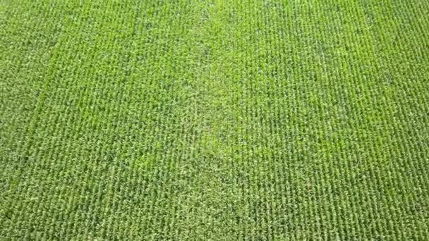 从上面看到的玉米田 — 图库视频影像