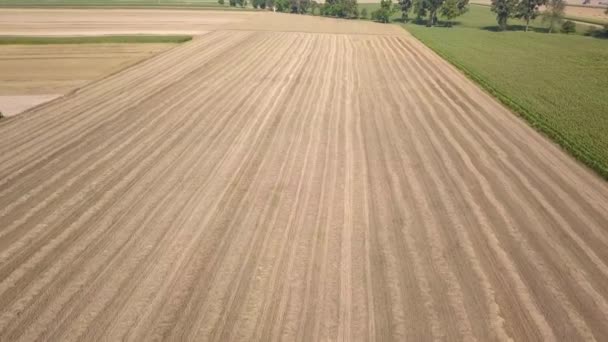 Campos Llenos Maíz Vistos Desde Arriba — Vídeo de stock