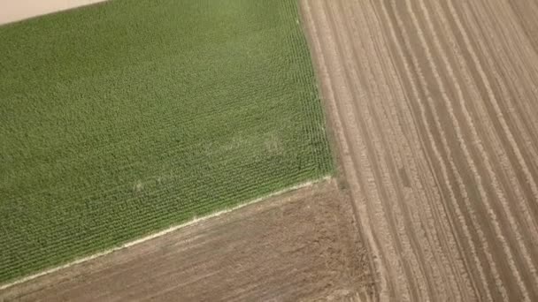 Campos Llenos Maíz Vistos Desde Arriba — Vídeo de stock