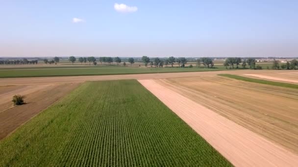上から見たトウモロコシ畑 — ストック動画
