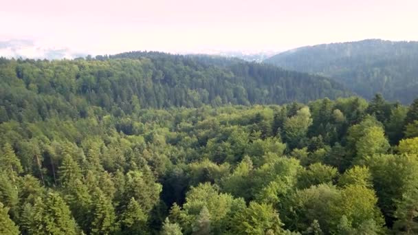 Riprese Aeree Della Foresta Primavera — Video Stock