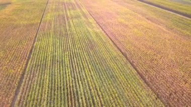 Kırsal arazinin havadan çekilmiş görüntüsü. Yukarıdan görülen güzel çayır.