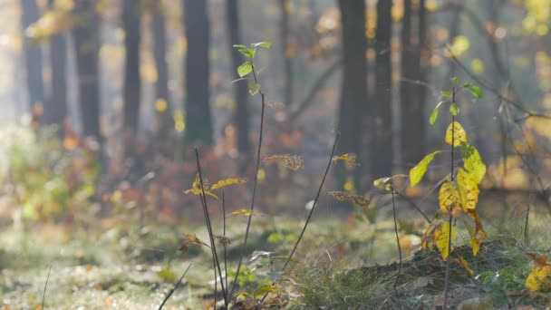 Ochtend Prachtig Bos Bladeren Vallen Van Bomen Wereld Vol Herfstkleuren — Stockvideo