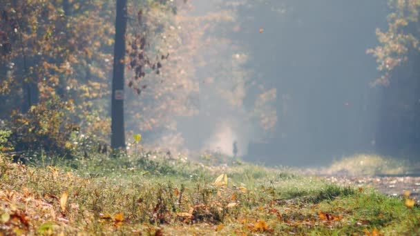 Mattina Nella Bellissima Foresta Foglie Che Cadono Dagli Alberi Mondo — Video Stock