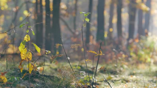 Вранці Красивий Ліс Листя Падіння Дерева Світ Повний Осінніх Квітів — стокове відео