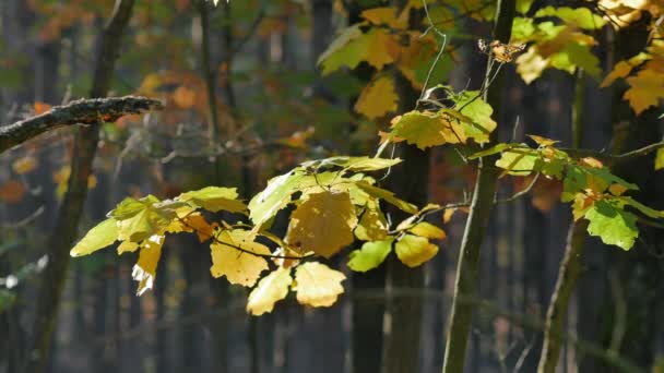 Matin dans une belle forêt. Des feuilles tombent des arbres. Monde plein de couleurs automnales .