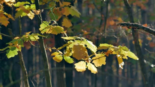 Rano Pięknym Lesie Liście Spadają Drzew Świat Pełen Kolory Jesieni — Wideo stockowe
