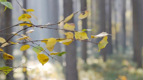 Ochtend Prachtig Bos Bladeren Vallen Van Bomen Wereld Vol Herfstkleuren — Stockvideo