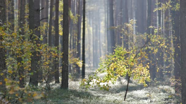 美しい森の朝 木から落ちる葉します 秋の色の完全な世界 — ストック動画