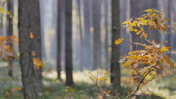 Ochtend Prachtig Bos Bladeren Vallen Van Bomen Wereld Vol Herfstkleuren — Stockvideo