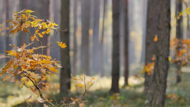 Mañana Hermoso Bosque Hojas Cayendo Los Árboles Mundo Lleno Colores — Vídeos de Stock