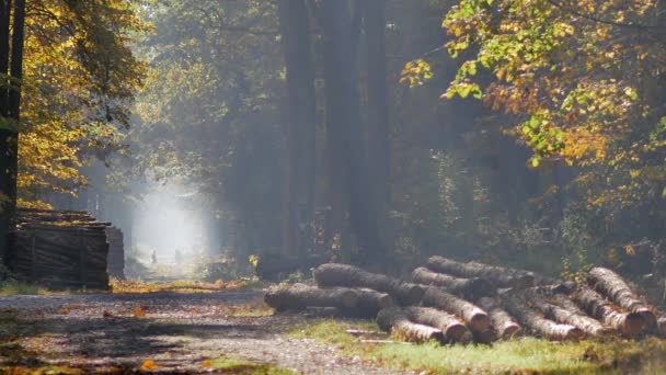 早晨在美丽的森林里 树叶从树上掉了下来 秋天的色彩世界 — 图库视频影像