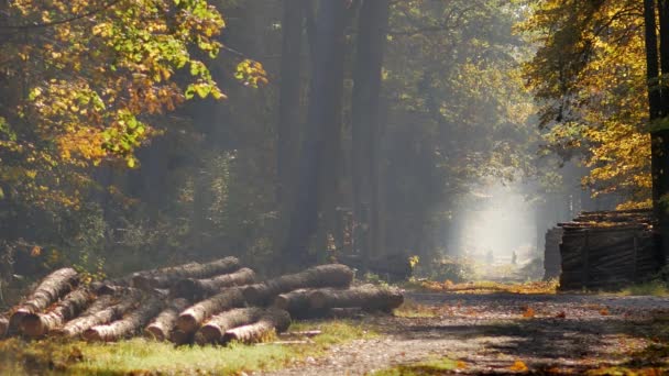 Rano Pięknym Lesie Liście Spadają Drzew Świat Pełen Kolory Jesieni — Wideo stockowe
