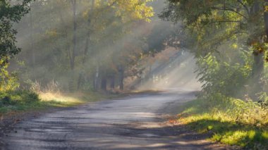 Güzel sabah ışığında yerel yol. Güneş ışınları renkli Leafs üzerinden kırma.