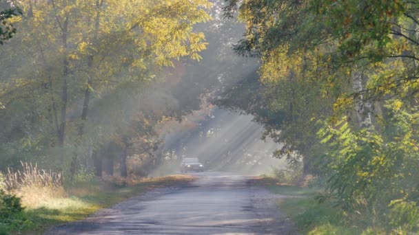 美しい朝の光の中で地元の道路 カラフルな葉を壊す太陽の光 — ストック動画