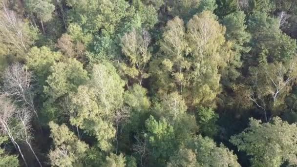 Зверху Видно Ліс Красиві Барвисті Ліси Навесні — стокове відео