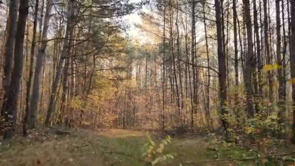 Automne Lumière Chaude Dans Forêt Pins — Video