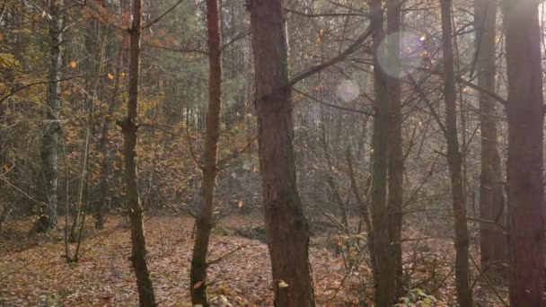 Luz Cálida Otoño Bosque Pinos — Vídeo de stock