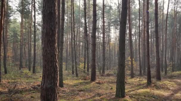 Осенний Теплый Свет Сосновом Лесу — стоковое видео