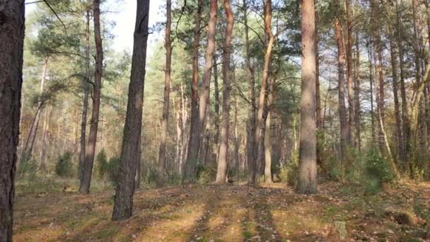 Çam Ormanı Içinde Sonbahar Ilık Işık — Stok video