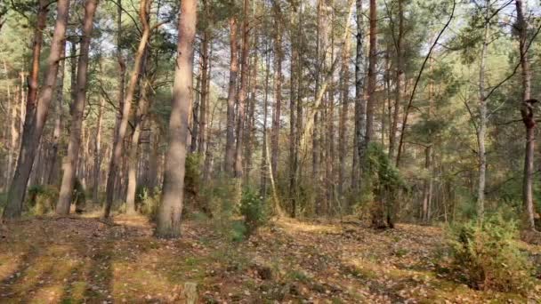 Automne Lumière Chaude Dans Forêt Pins — Video