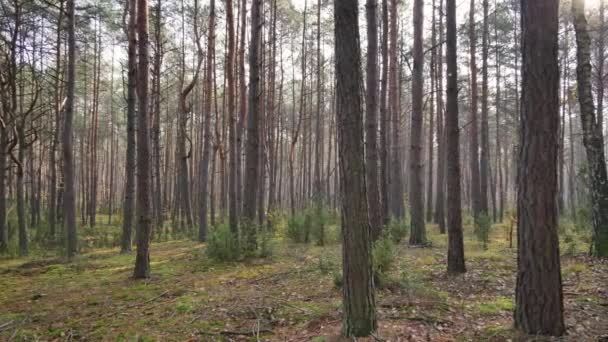 Θερμό Φως Του Φθινοπώρου Πευκόφυτο Δάσος — Αρχείο Βίντεο