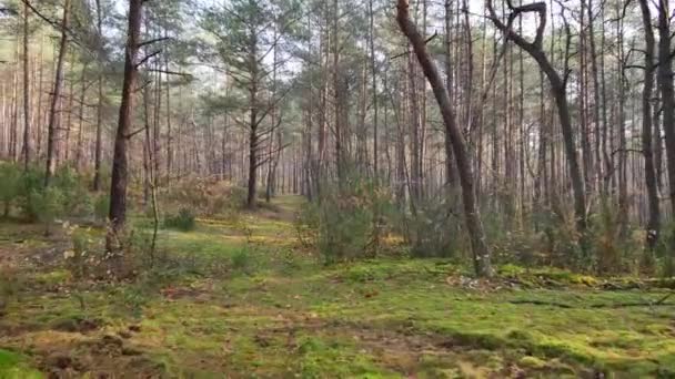 Çam Ormanı Içinde Sonbahar Ilık Işık — Stok video